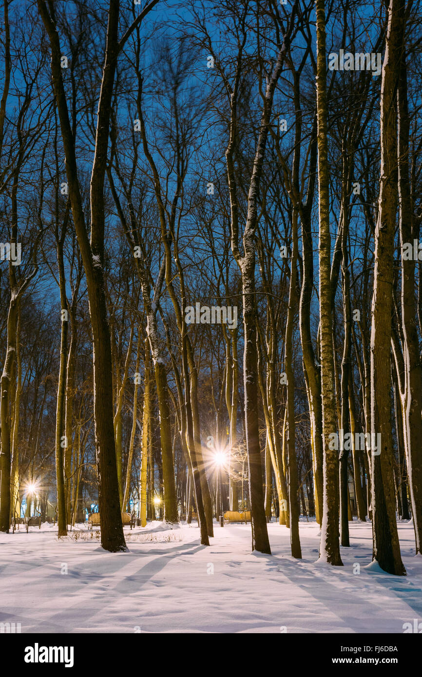 Snowy city park in light of lanterns at evening. Winter Night Stock ...
