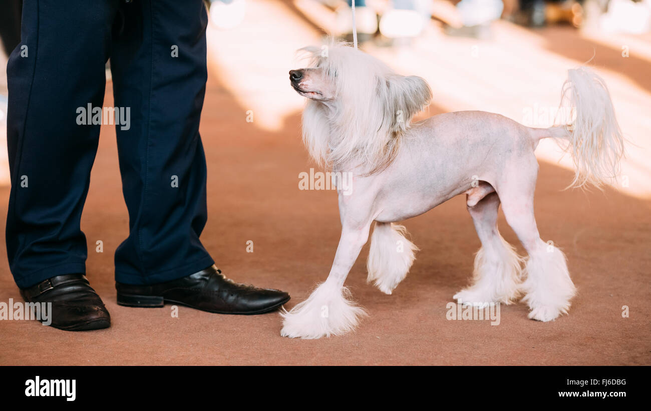 Young White Chinese Crested Dog. Hairless breed of dog. Light skin Stock Photo
