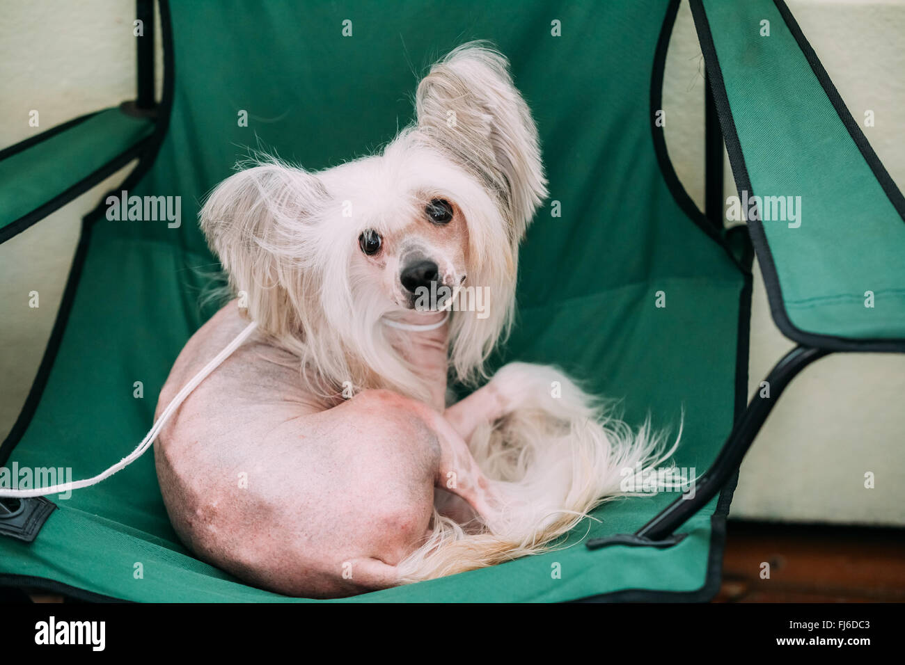 Young White Chinese Crested Dog Sit in Chair. Hairless breed of dog. Light skin. Stock Photo