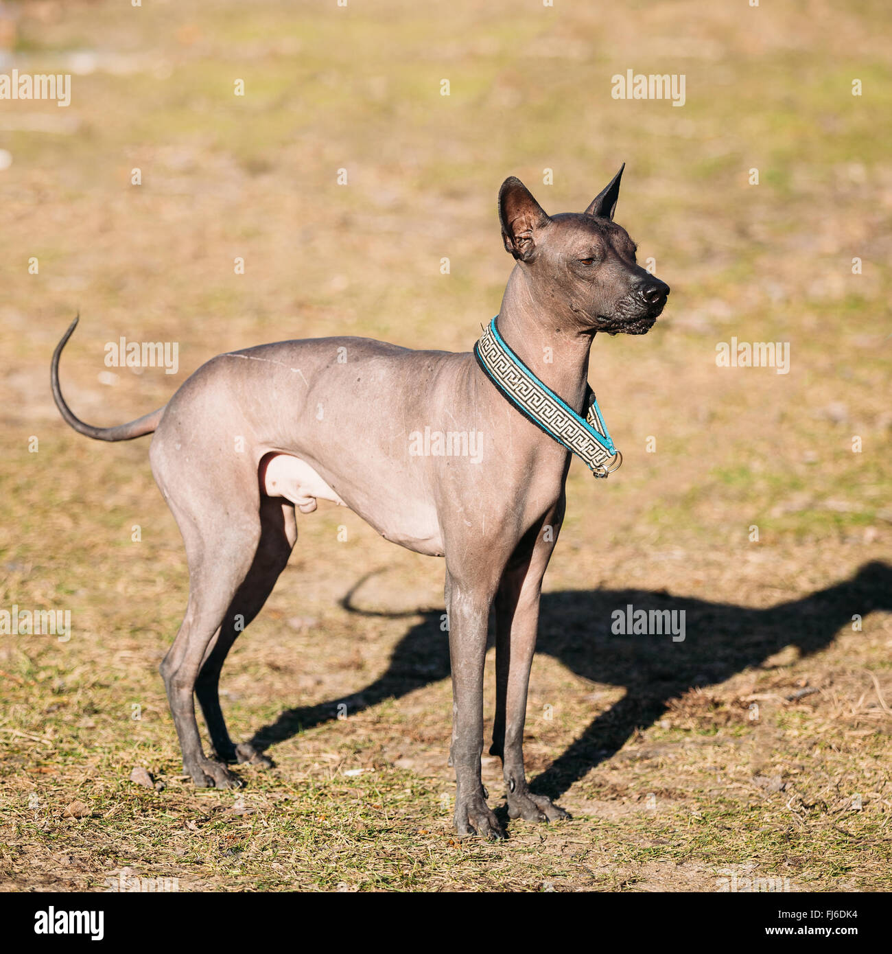 Mexican Hairless Dog. The Xoloitzcuintli or Xolo for short, is a