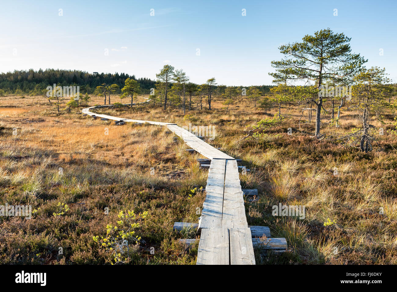 At the swamps of Torronsuo national park, Tammela, Finland, Europe, EU Stock Photo