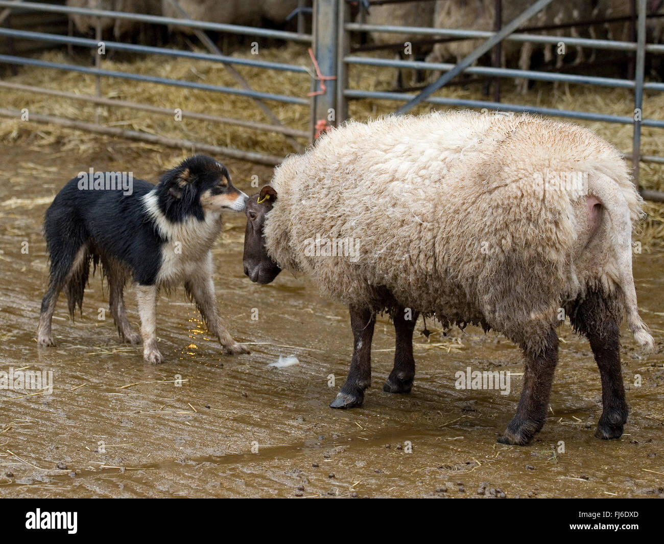 sheep butting dog Stock Photo