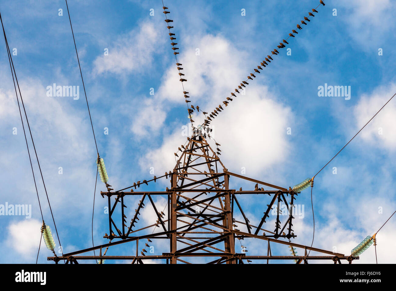 birds on a support transmission lines Stock Photo Alamy