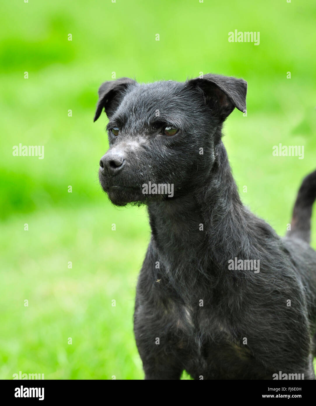 black patterdale terrier Stock Photo Alamy