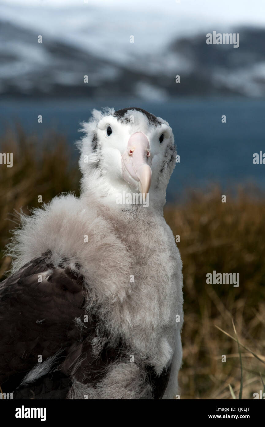 Wandering Albatross  (Diomedea exulans) chick portrait Prion Island, South Georgia Stock Photo