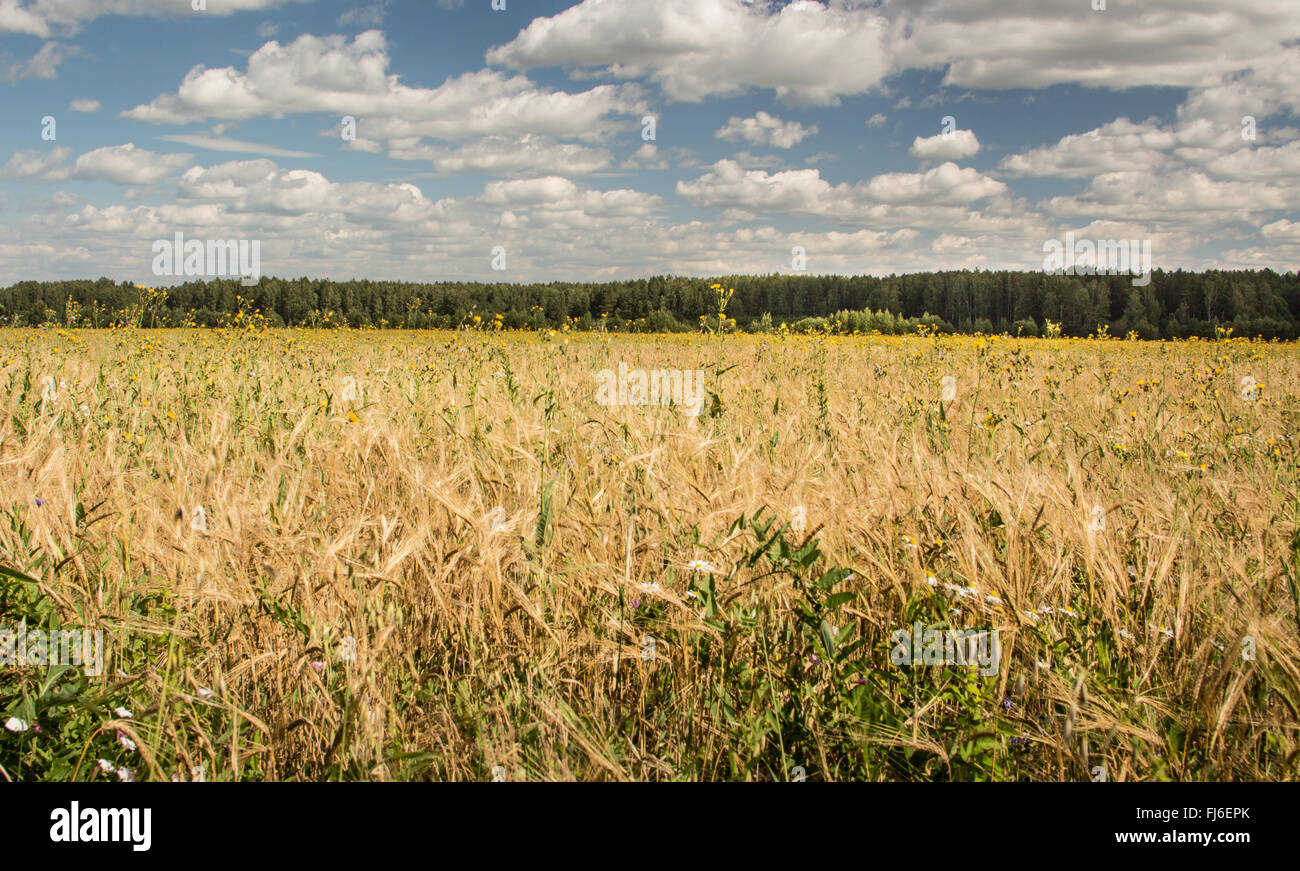Ukraine Rye Field Rye field. Rye ears. Summer landscape Stock Photo - Alamy