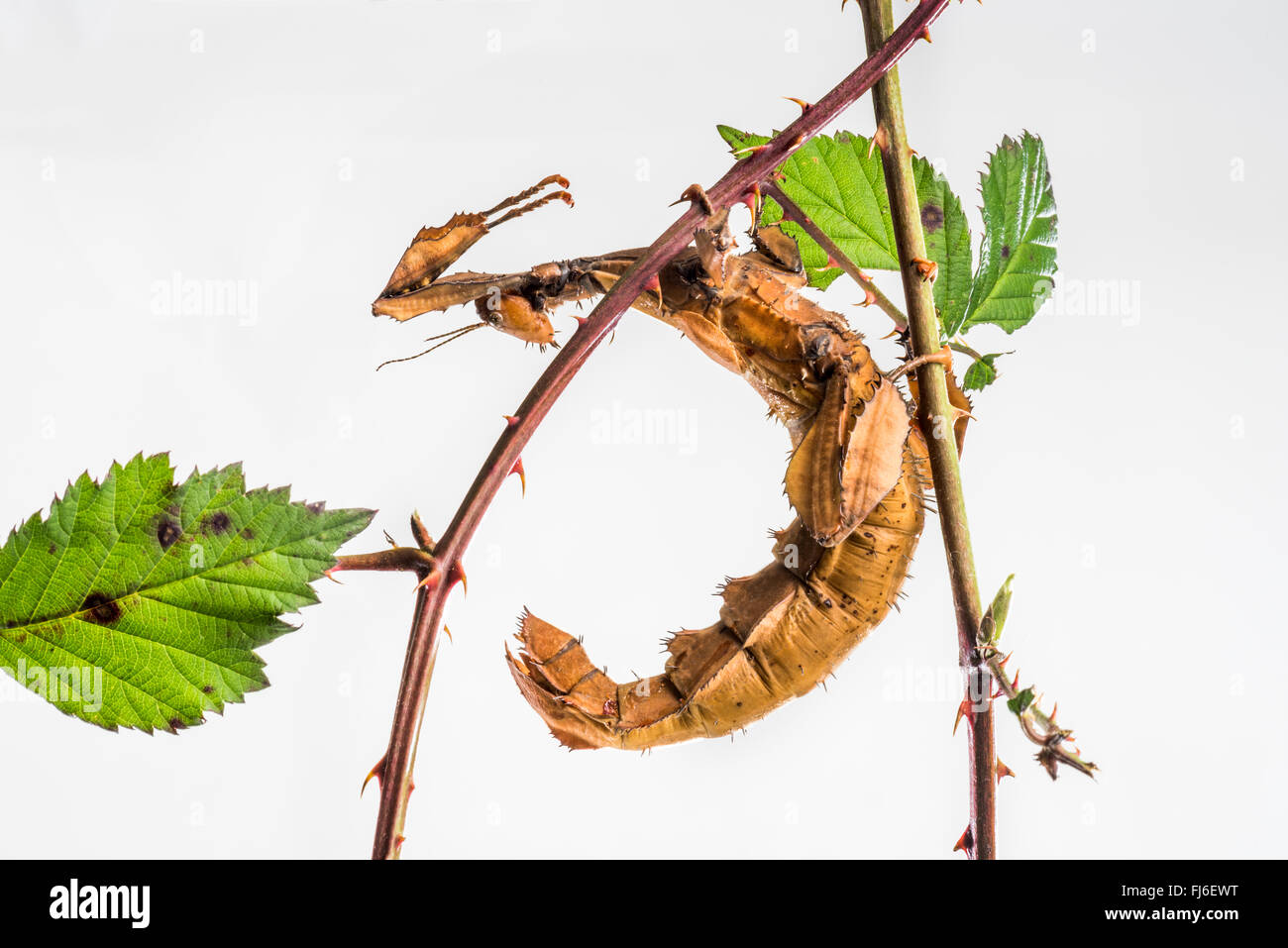 Stick Insect, Extatosoma tiaratum, giant insect, Australia Stock Photo