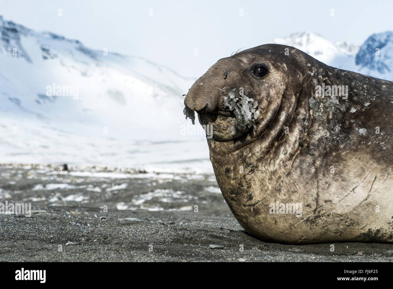 Elephant Seal (Mirounga leonina) adult male with frozen whiskers Saint Andrews Bay, South Georgia Stock Photo