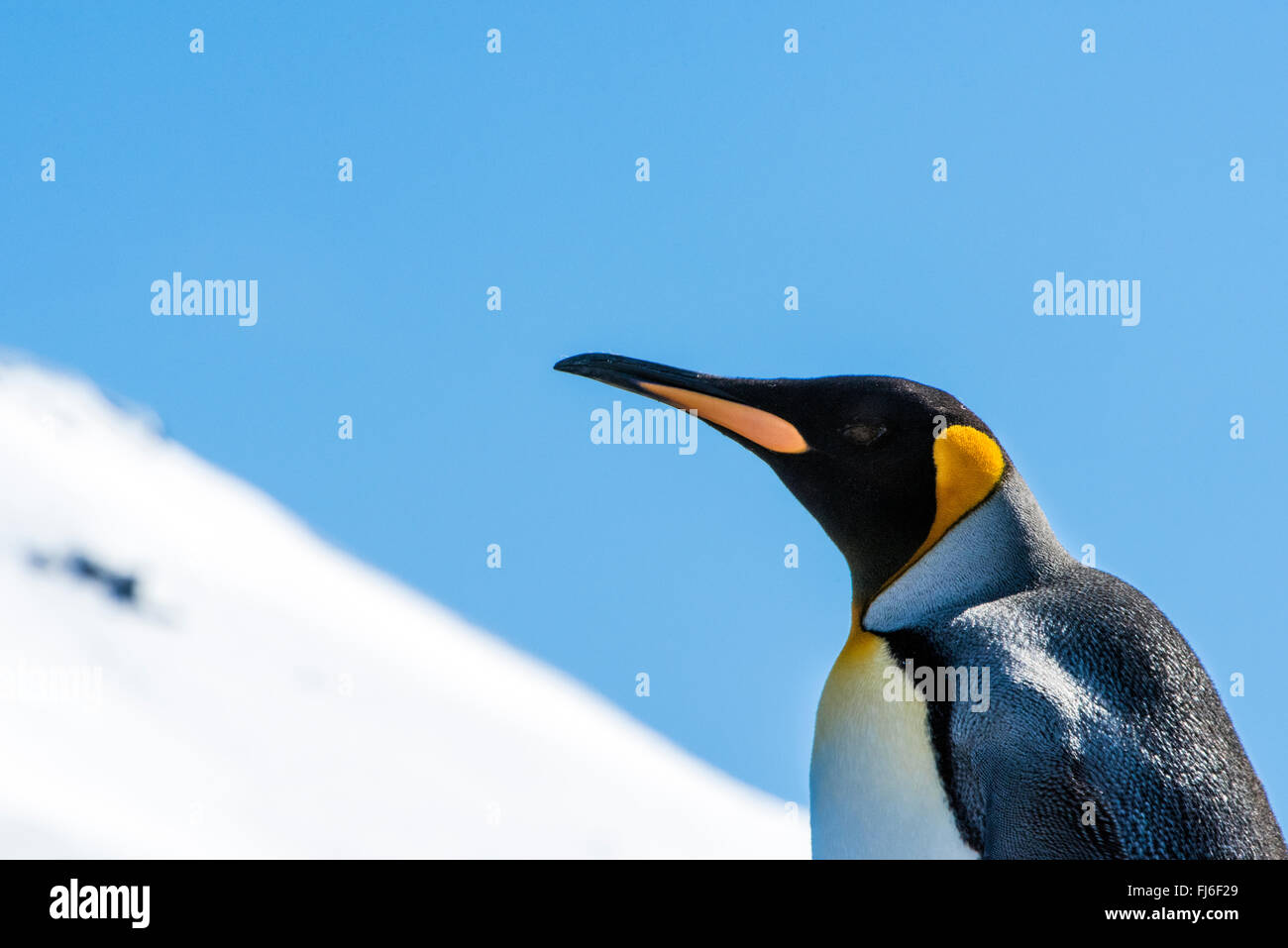 King Penguin (Aptenodytes patagonicus) in the snow Saint Andrews Bay, South Georgia Stock Photo