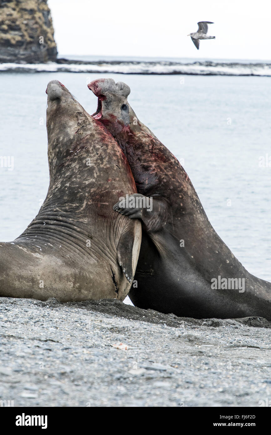 Elephant Seal (Mirounga leonina) adult males fighting Saint Andrews Bay, South Georgia Stock Photo