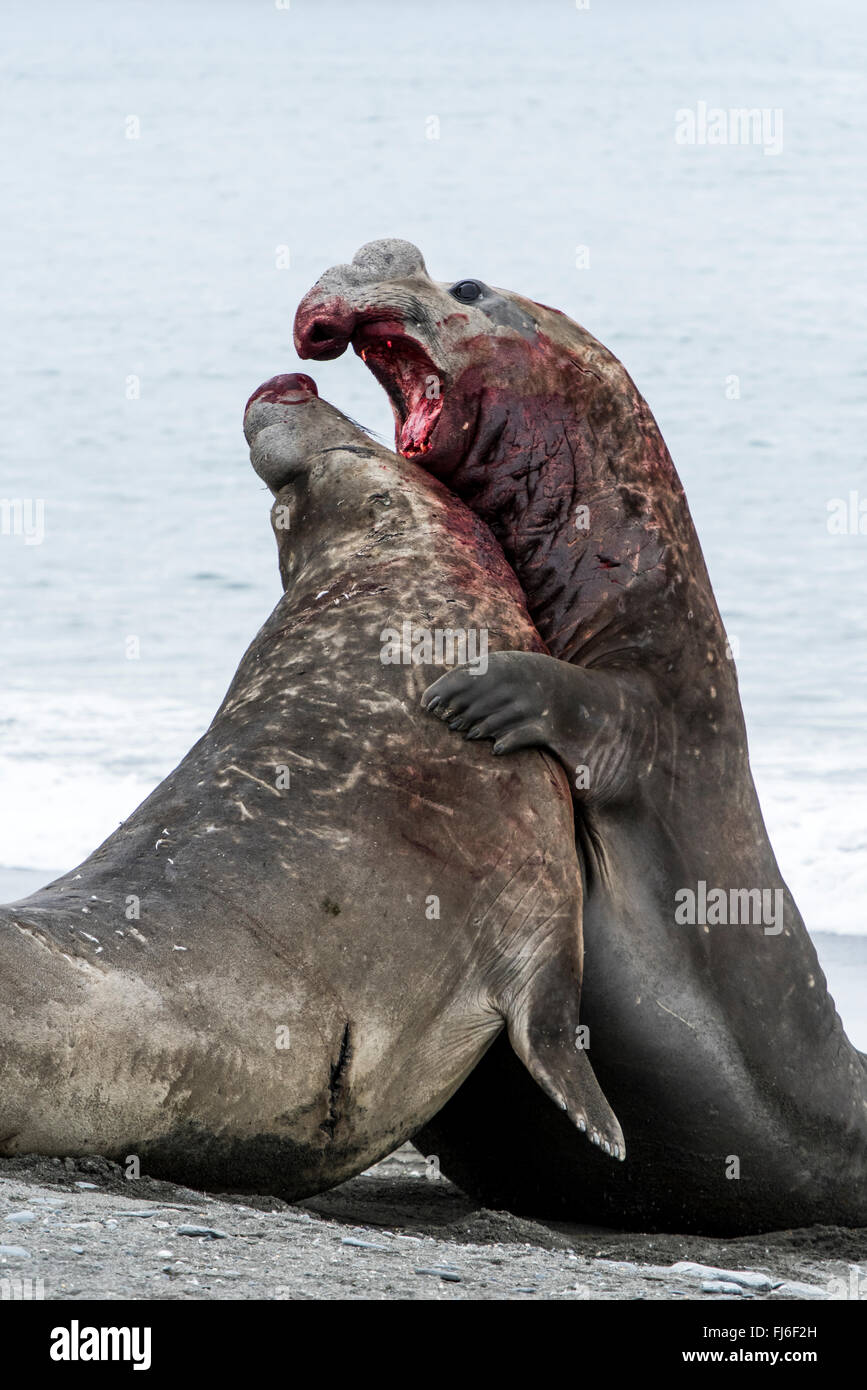 Elephant Seal (Mirounga leonina) adult males fighting Saint Andrews Bay, South Georgia Stock Photo