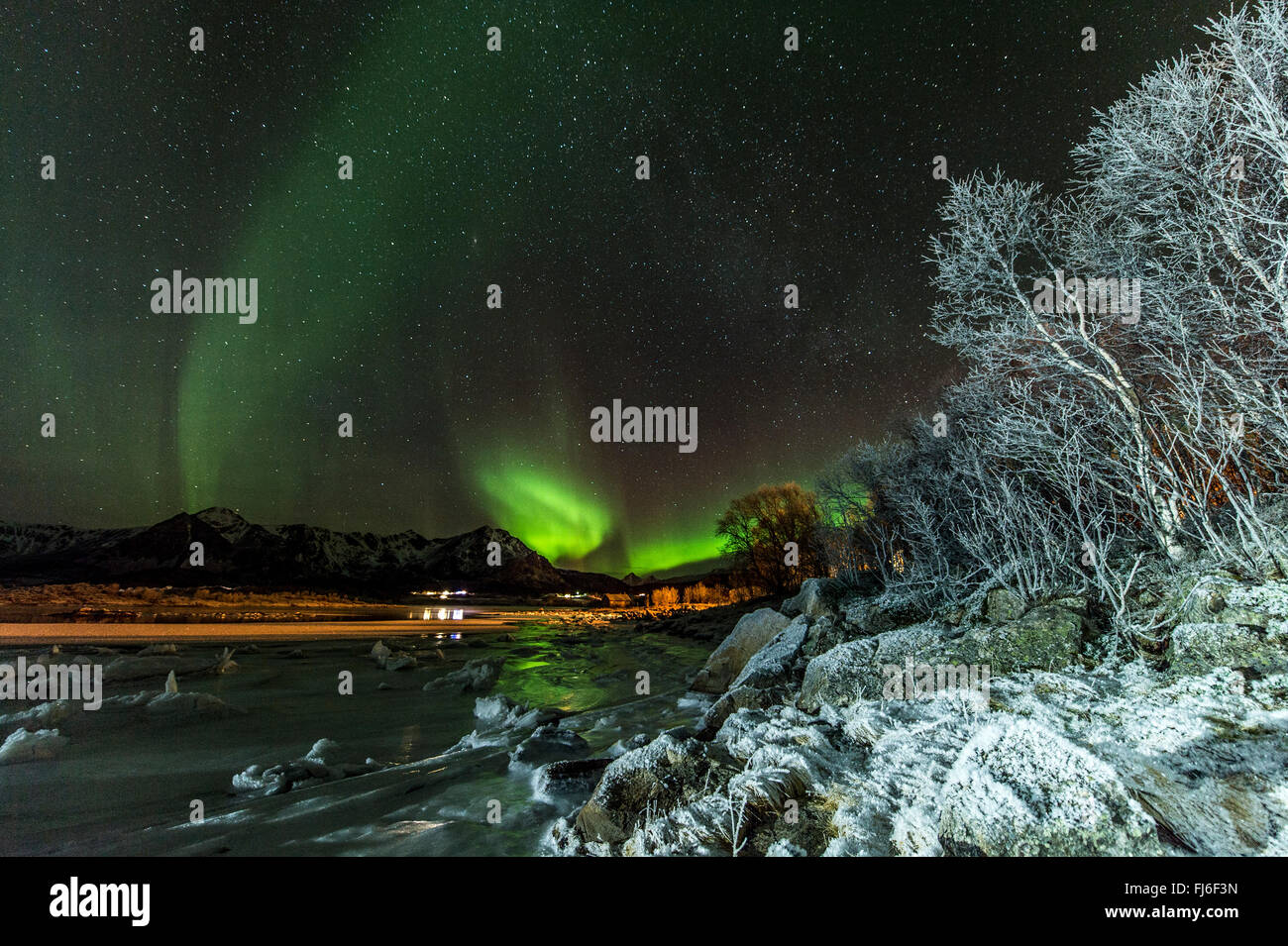 Northern Lights / Aurora Borealis with trees Vesteralen, Norway ...