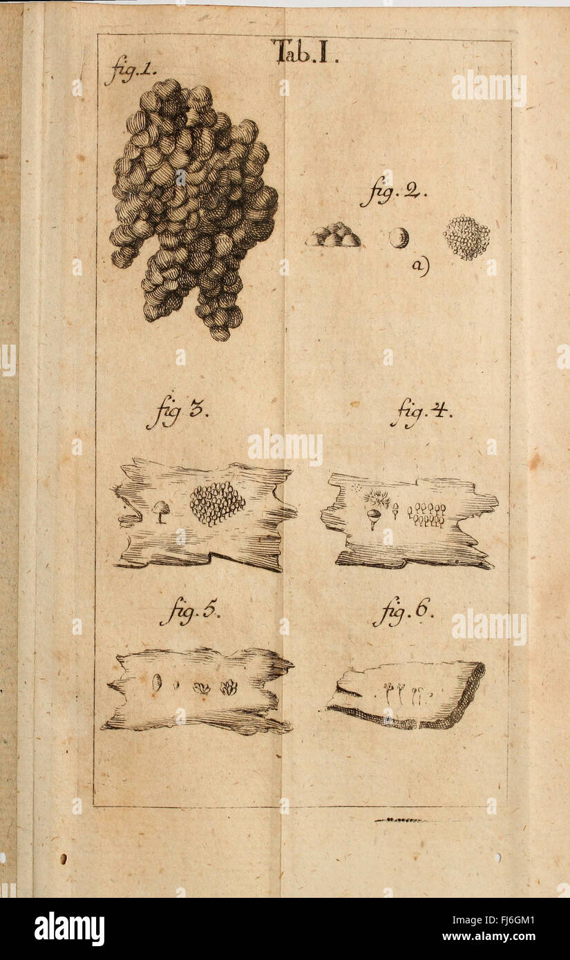 An 18th-century dissertation dedicated to natural sciences, presenting ...