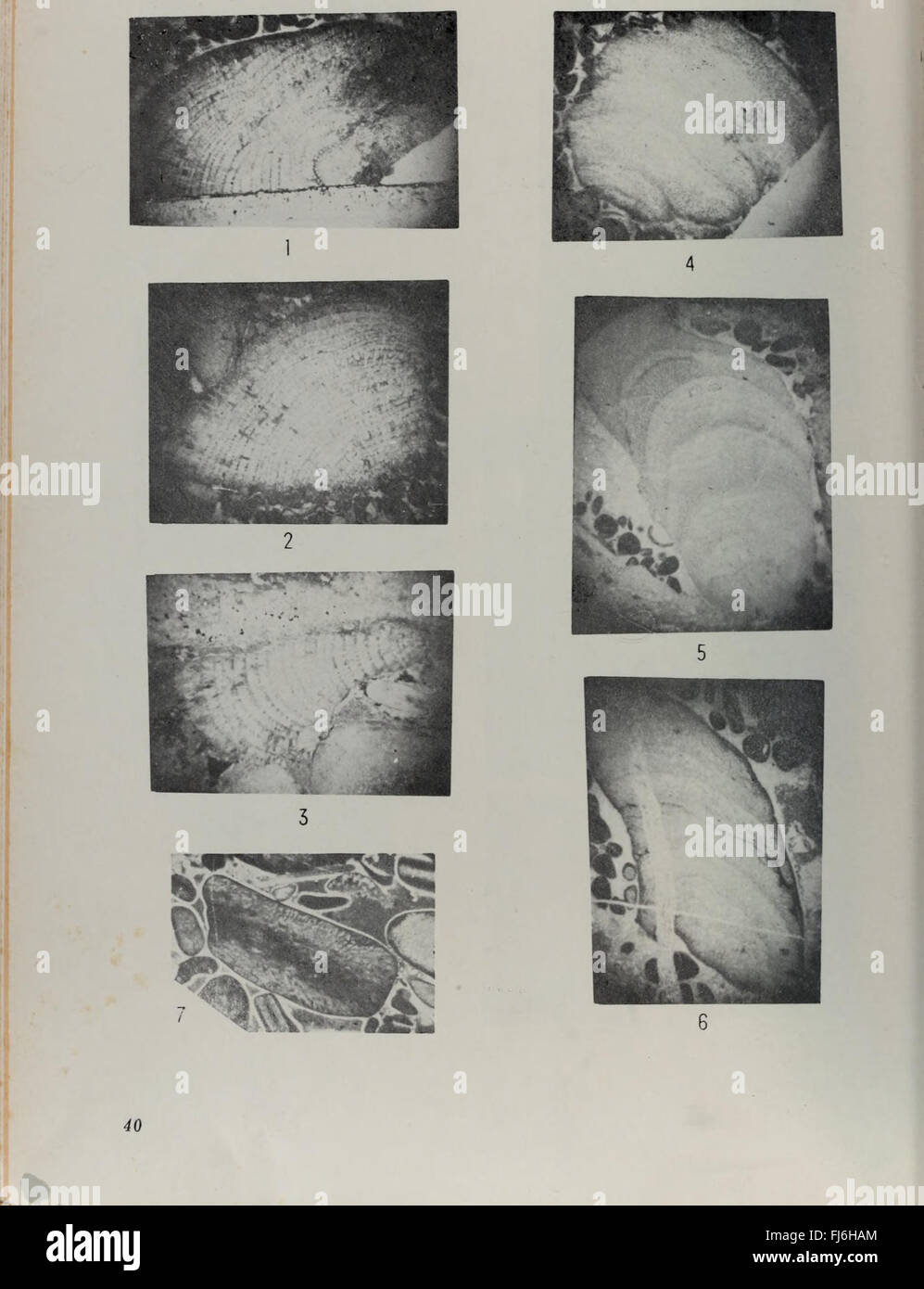 View of A 1985 collection of Chinese national flower design and research ...