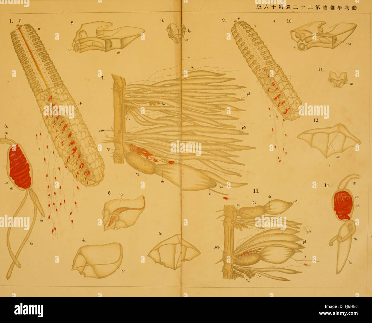 A japanese periodical from 1910 focused on the study of animals
