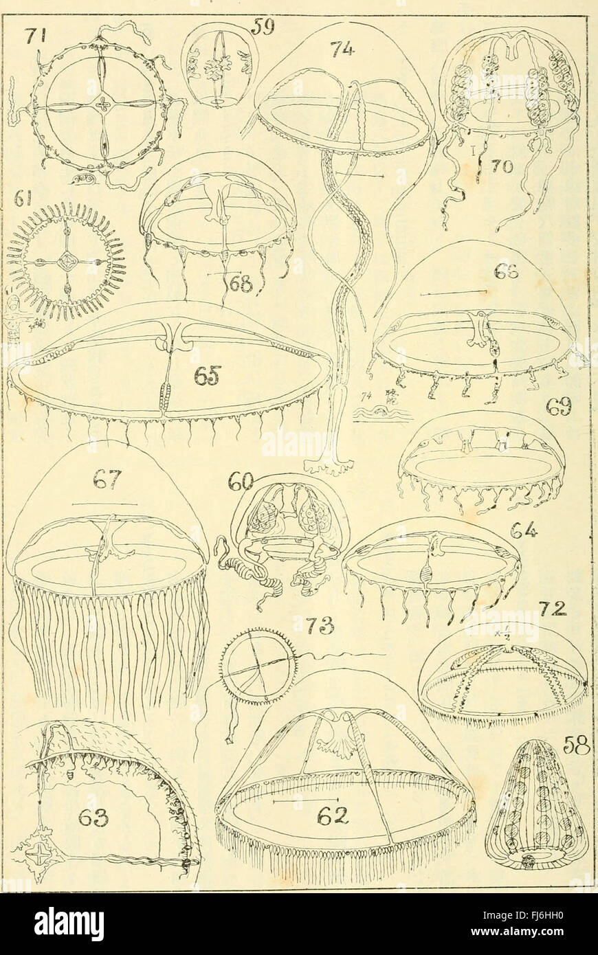 A japanese journal from 1914 dedicated to the study of animals