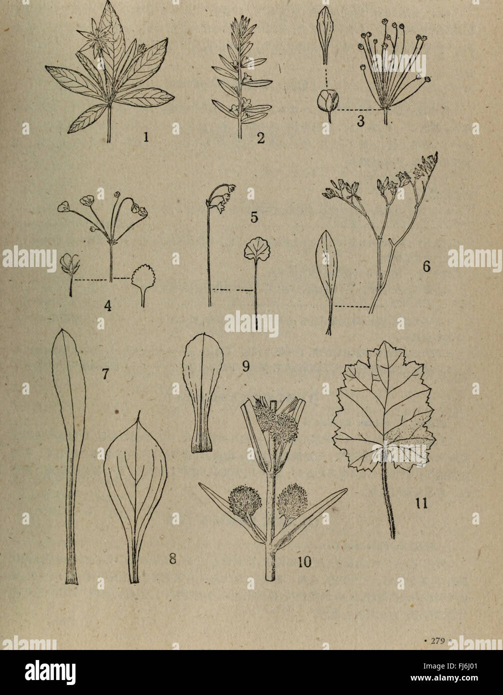Botanical classification details hi-res stock photography and images ...