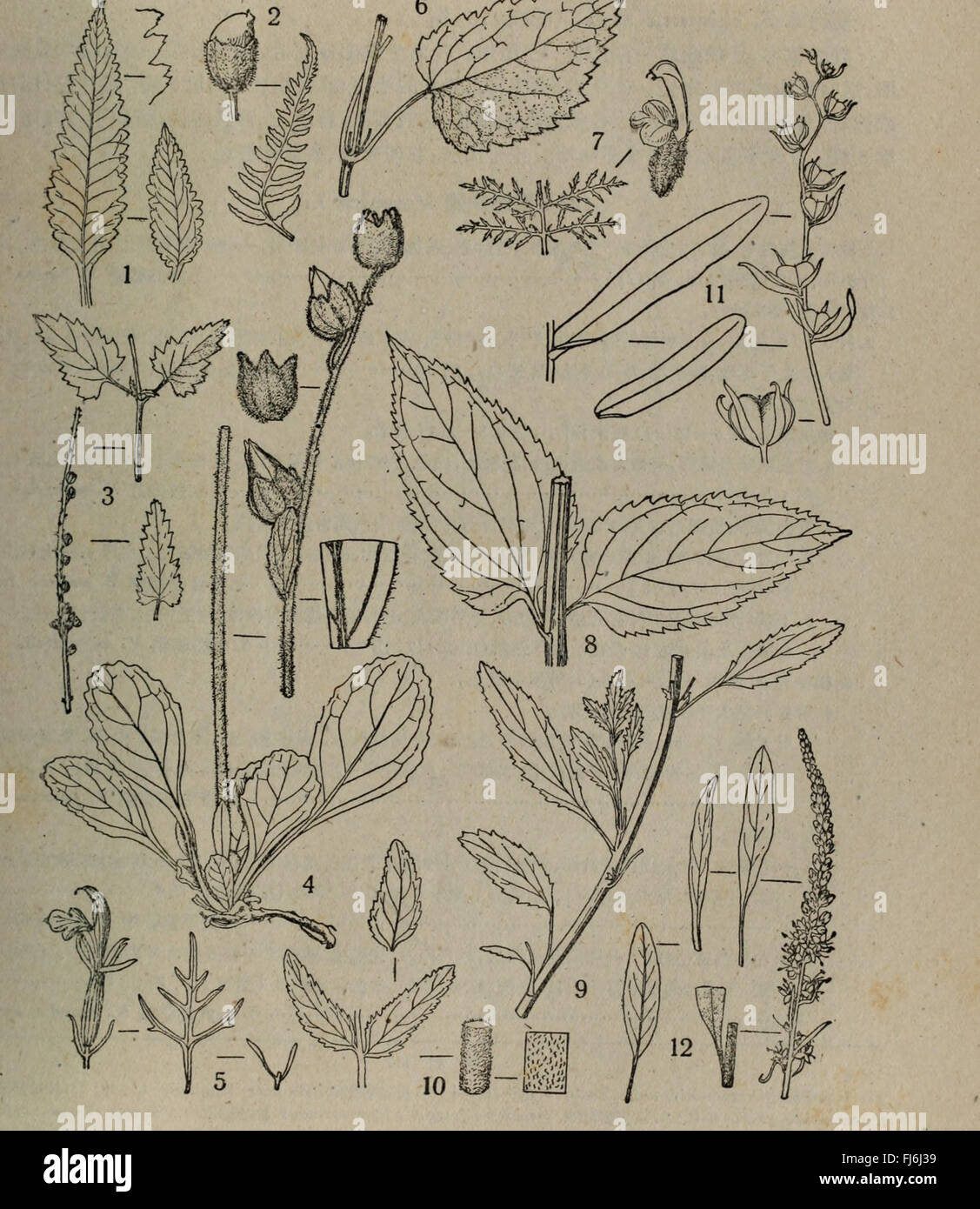 Botanical reference works hi-res stock photography and images - Alamy