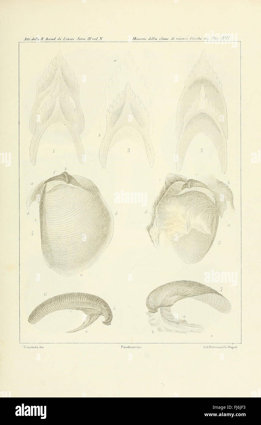 A study of the Colididae family and related species from the port of ...