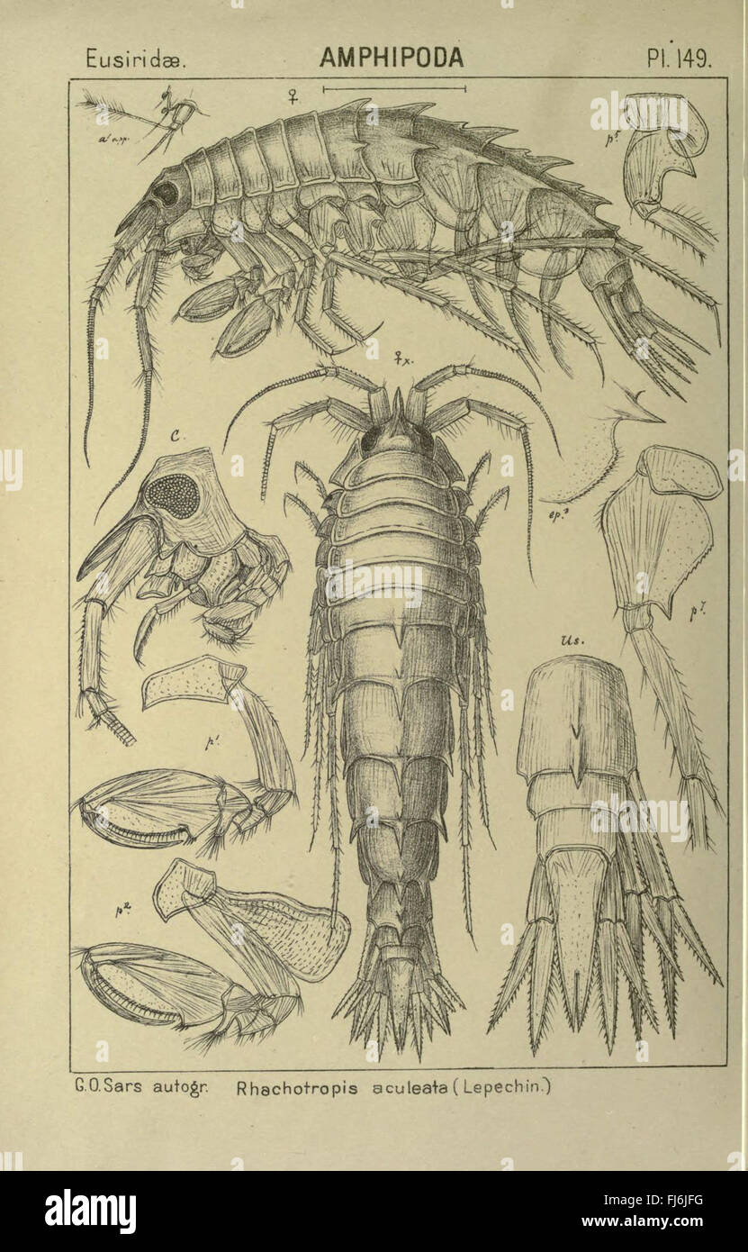 An account of the Crustacea of Norway Stock Photo