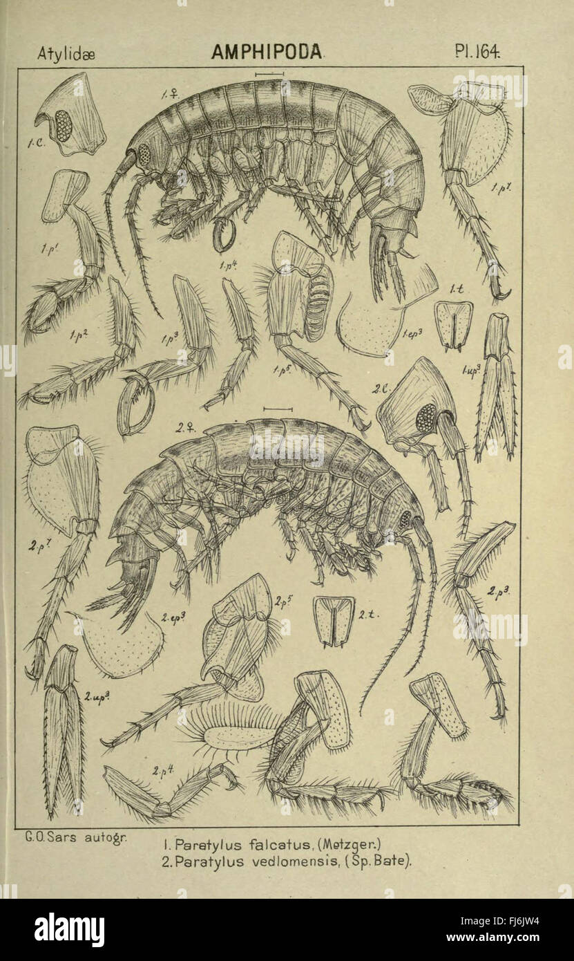 Crustacean identification guides hi-res stock photography and images ...