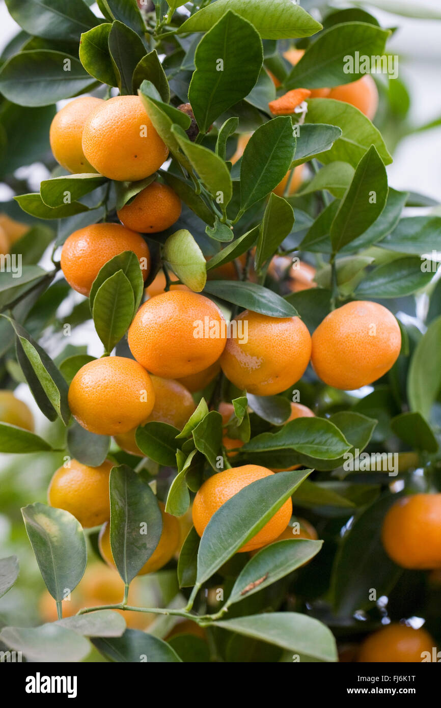 Citrus x microcarpa. Calamondin orange growing in a protected environment. Stock Photo