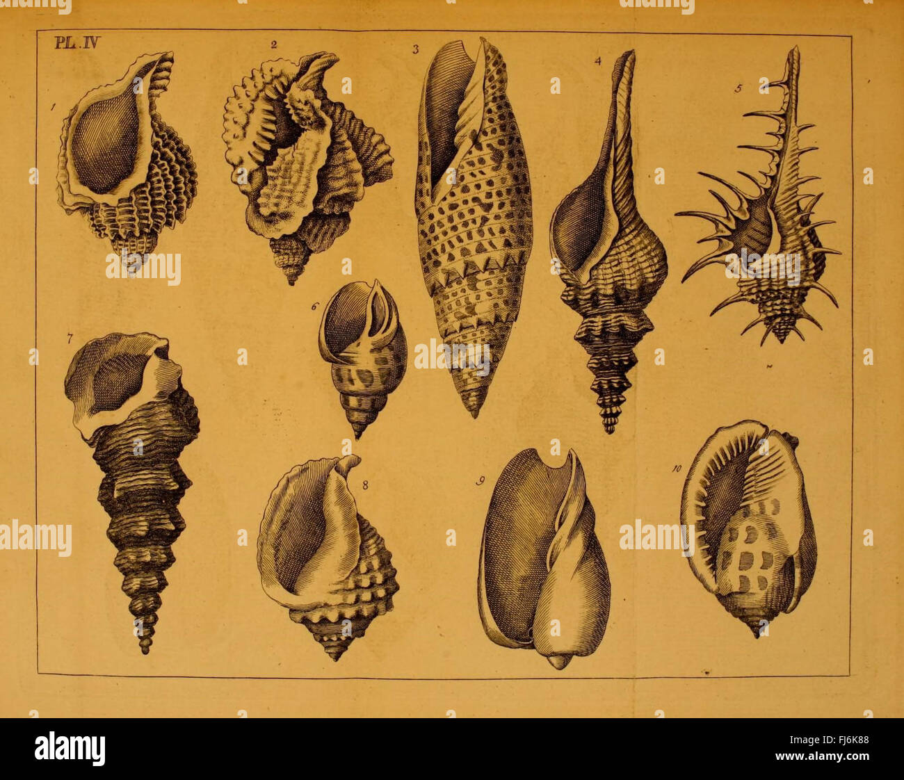 An introduction to the knowledge of shells hi-res stock photography and ...