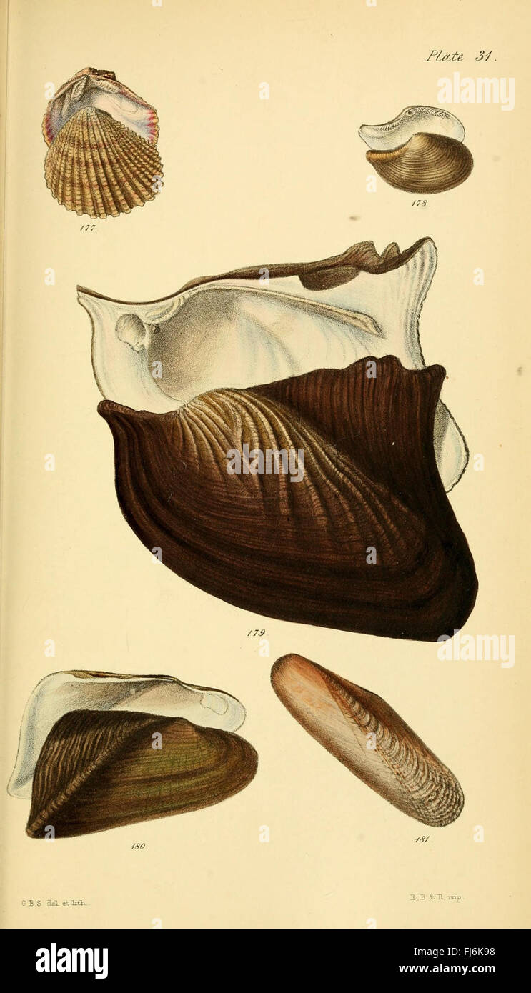 An early work on conchology, detailing the classification of mollusks ...