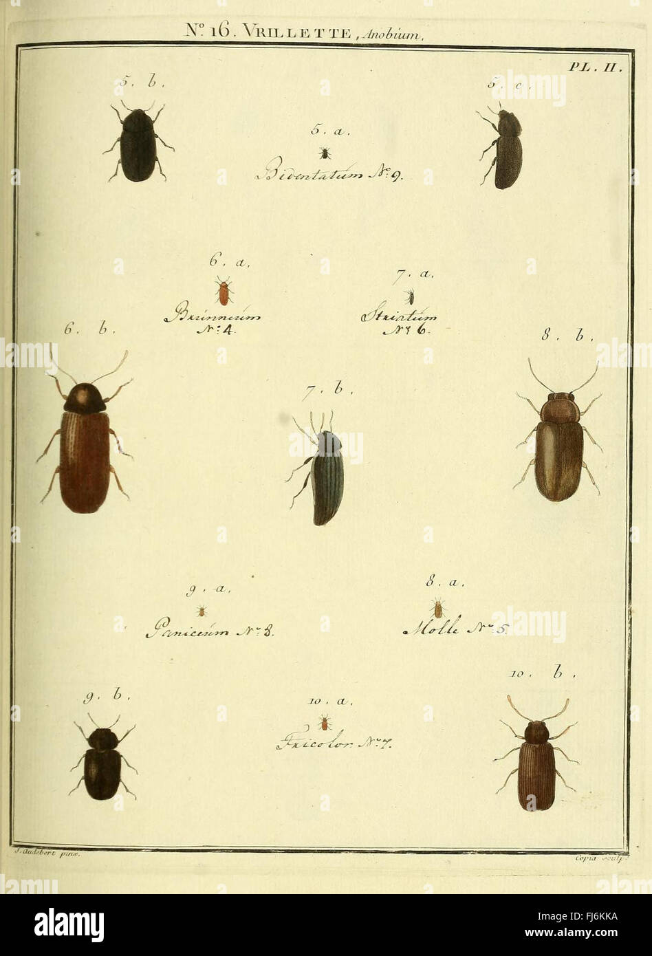 Entomologie, ou, Histoire naturelle des insectes (No. 16 Vrillette Pl. II) Stock Photo