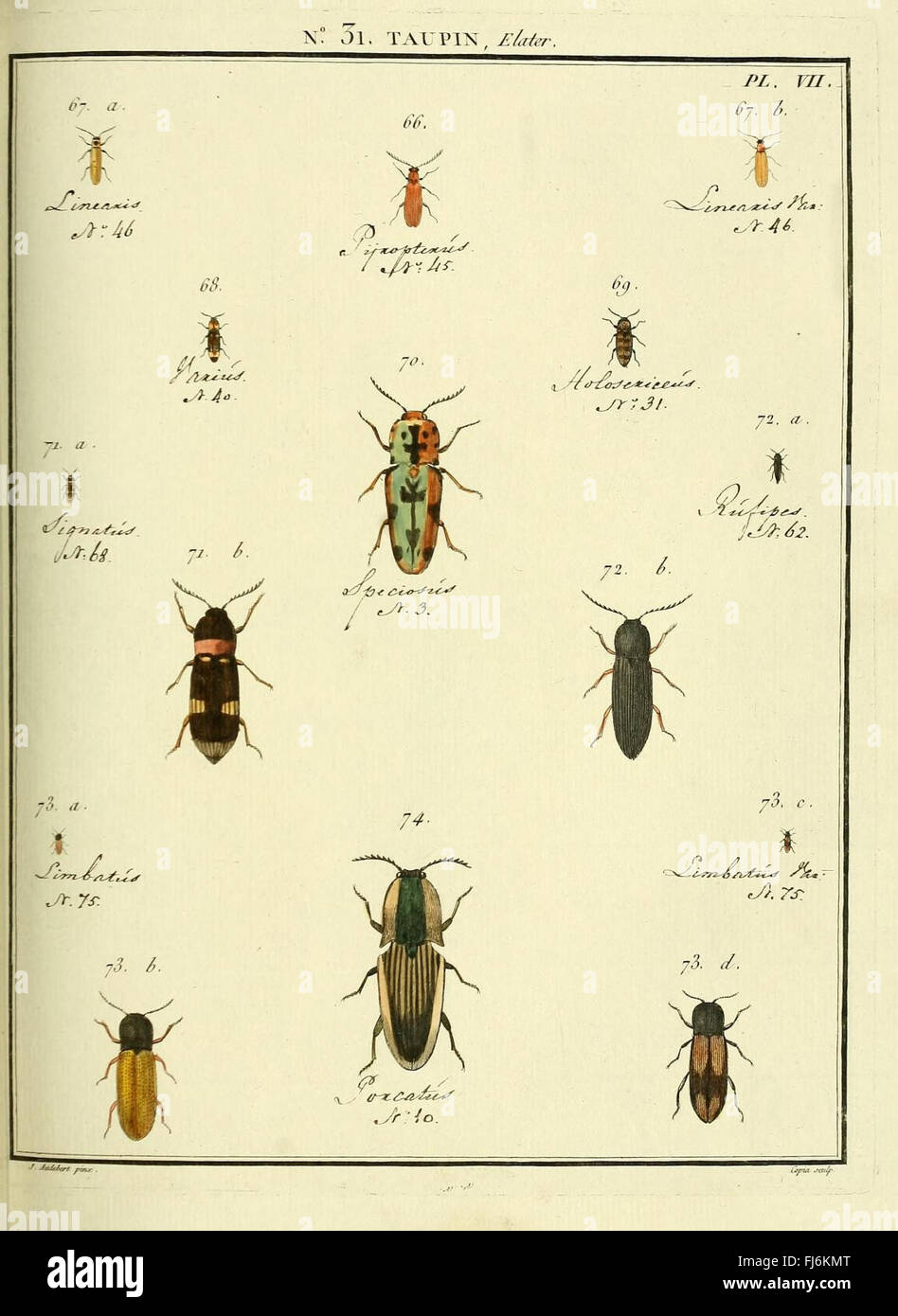 Entomologie, ou, Histoire naturelle des insectes (No. 31 Taupin Pl. VII) Stock Photo