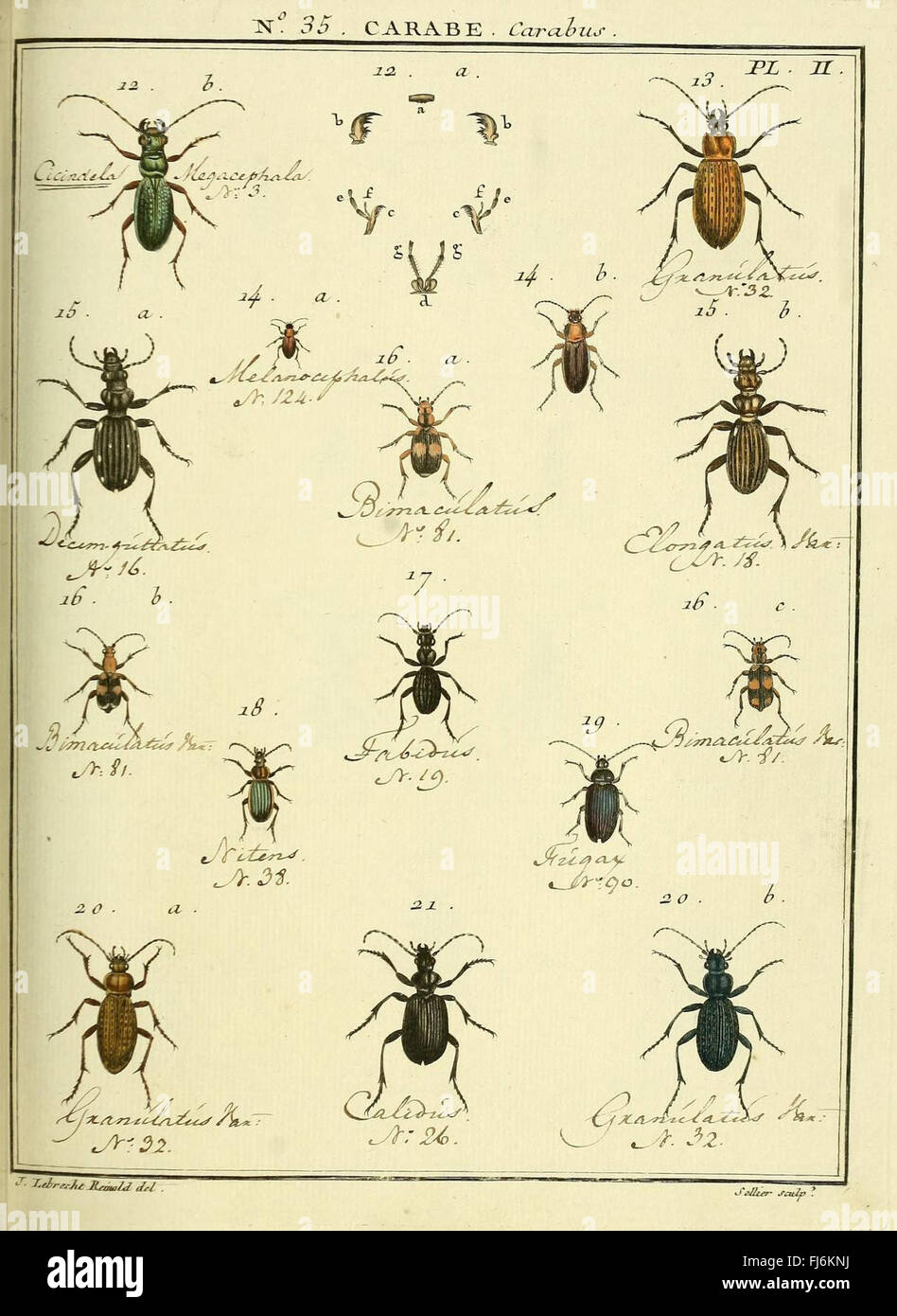 This entomological work focuses on the natural history of insects ...