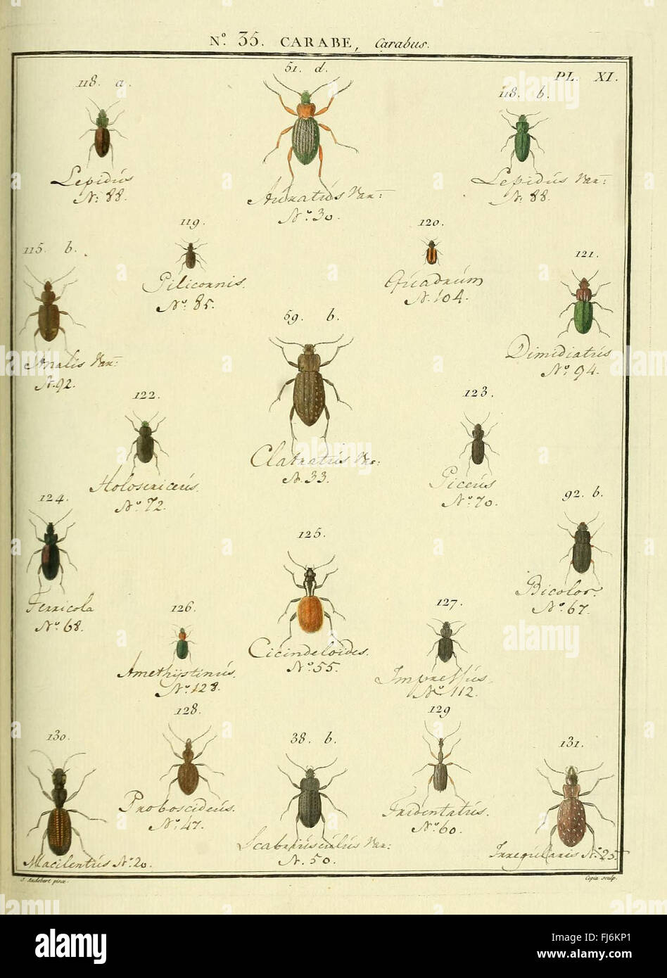 Entomology, or, Natural History of Insects (No. 35 Carabid Beetles ...