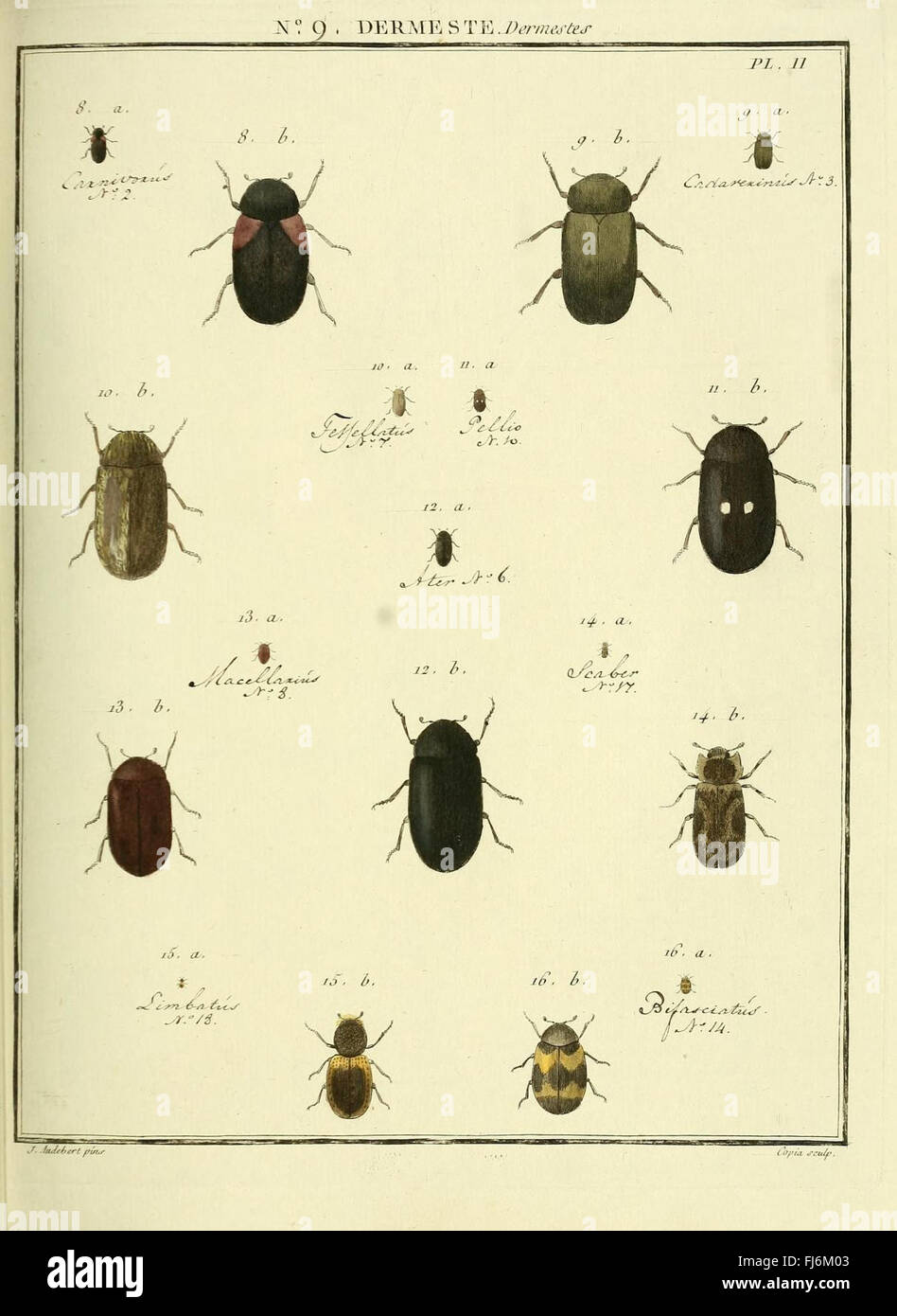 An entomological study focused on the Dermestidae family of beetles ...