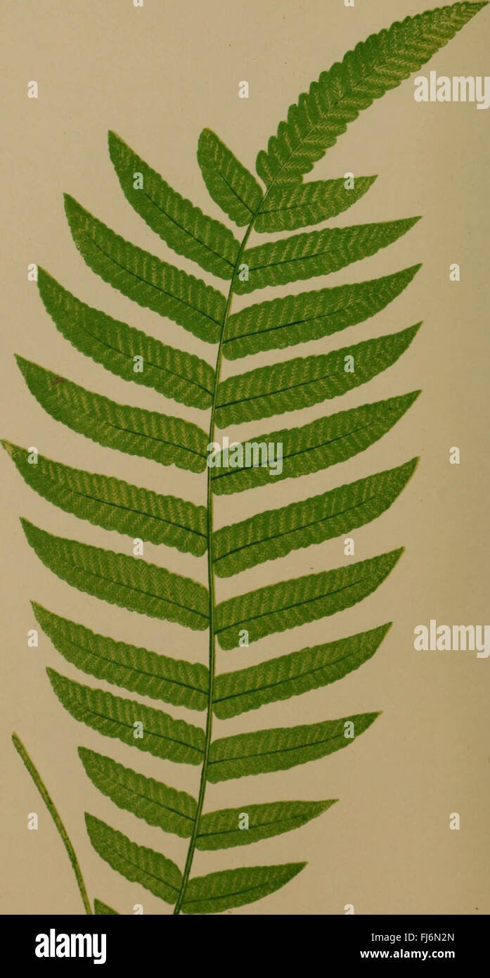Ferns classification hi-res stock photography and images - Alamy