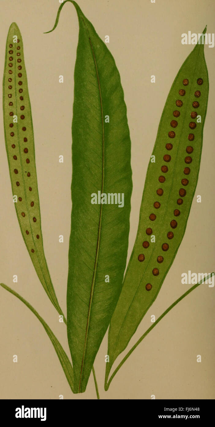 Global fern species hi-res stock photography and images - Alamy