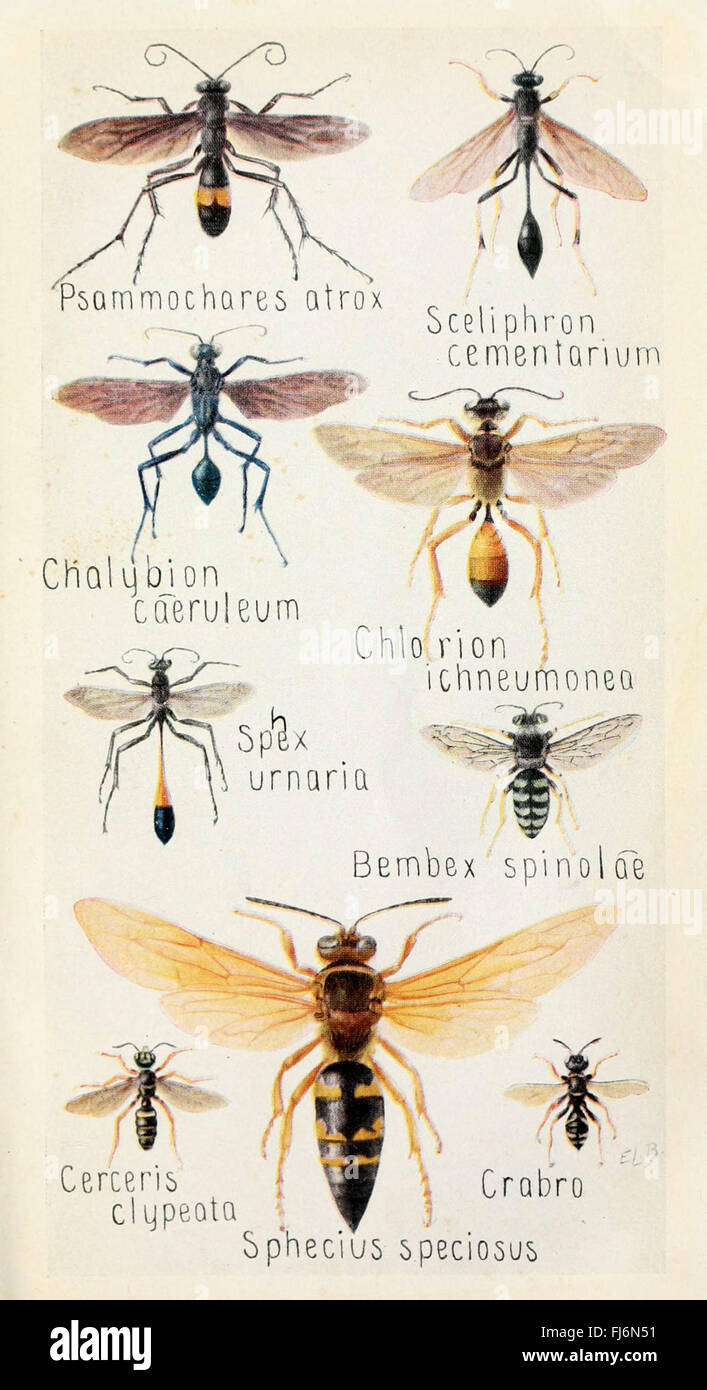 Field Book of Insects - United States, Woods Hole, Insects Stock Photo ...