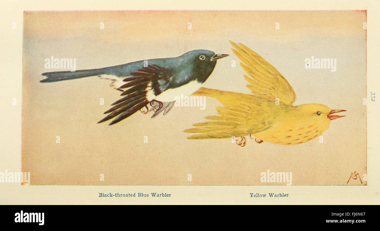 A guide to wild birds and their songs, including species identification ...