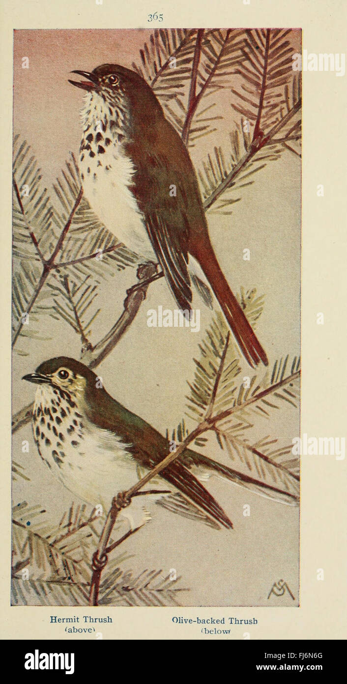Field Guide to Wild Birds and Bird Songs, Smithsonian Institution ...