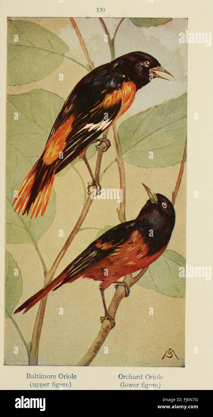Field Book of Wild Birds and Their Music, documenting various bird ...