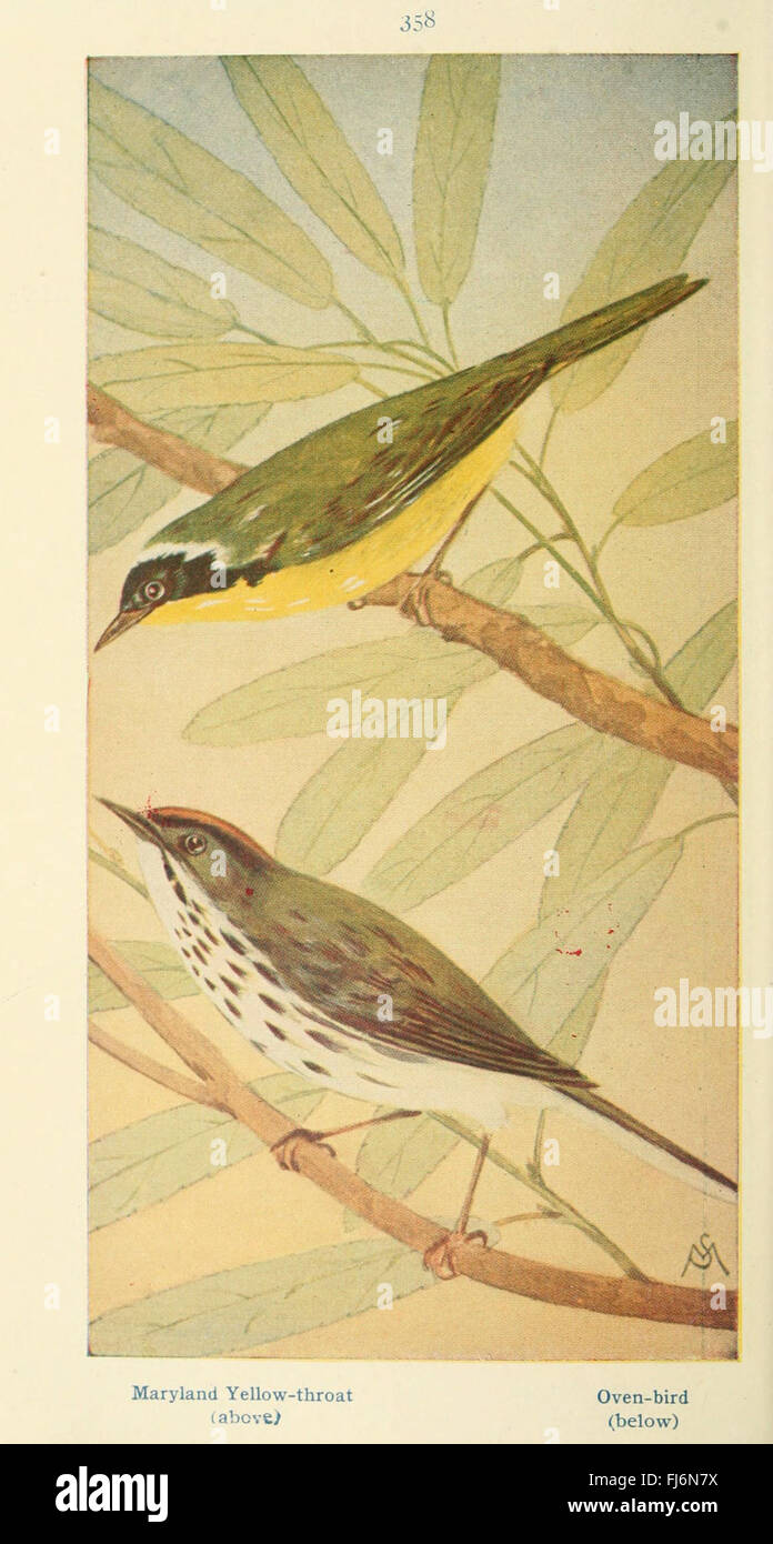 Field Book of Wild Birds and Their Music, documenting bird species and ...