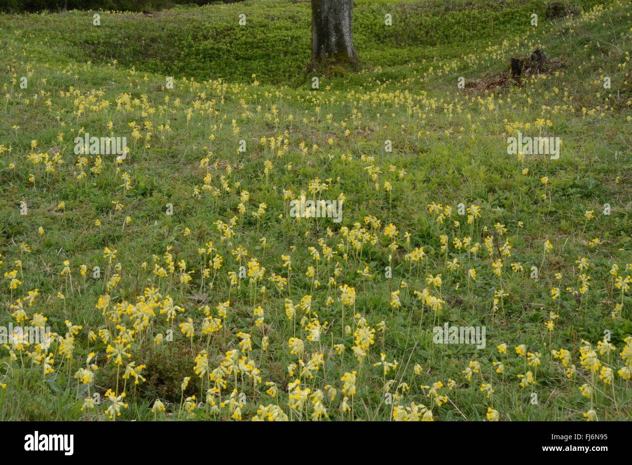 Chalk grassland habitat covered with hundreds of cowslips (Primula