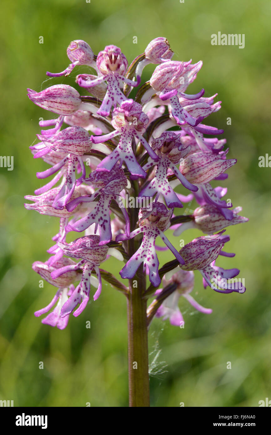 Hybrid lady (orchis purpurea) and monkey (orchis simia) orchid at Hartslock Nature Reserve in Oxfordshire, England, UK Stock Photo