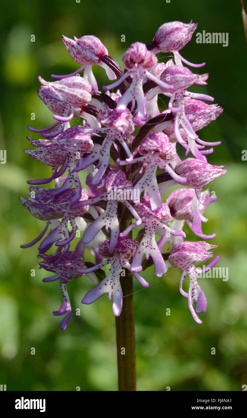 Hybrid lady (Orchis purpurea) and monkey (orchis simia) orchid at Hartslock Nature Reserve in Oxfordshire, England, UK Stock Photo