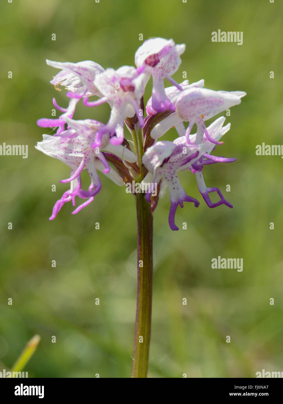 Monkey orchid (Orchis simia) at Hartslock Nature Reserve in Oxfordshire, England, UK Stock Photo