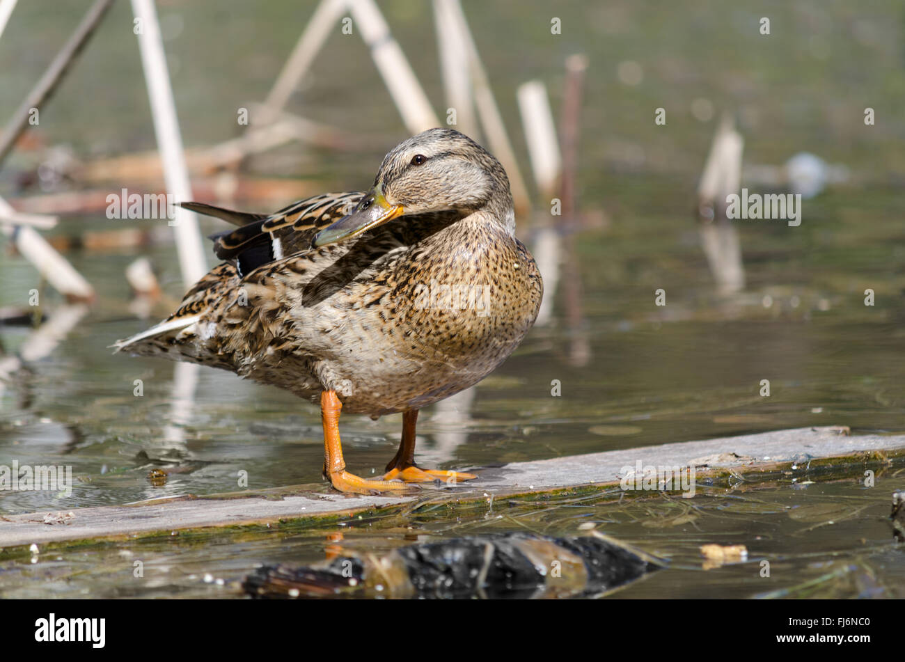 Wild duck, on the city's reservoirs. Stock Photo