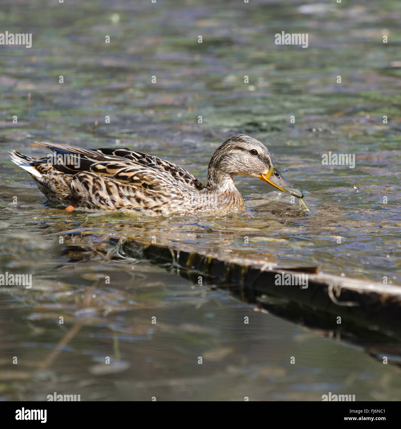 Wild duck, on the city's reservoirs. Stock Photo