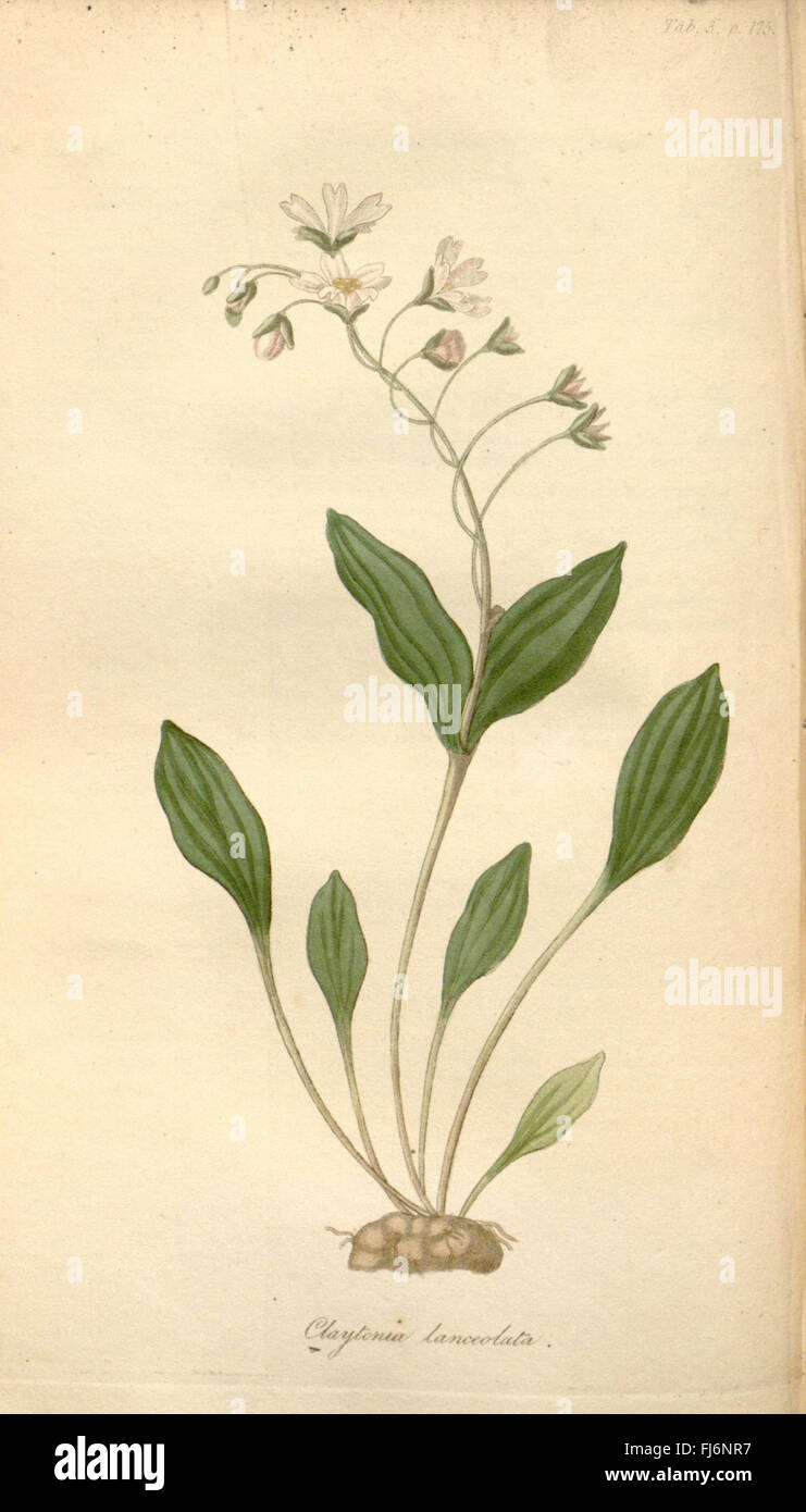 Flora Americae Septentrionalis (Tab. 3. p. 175) Stock Photo