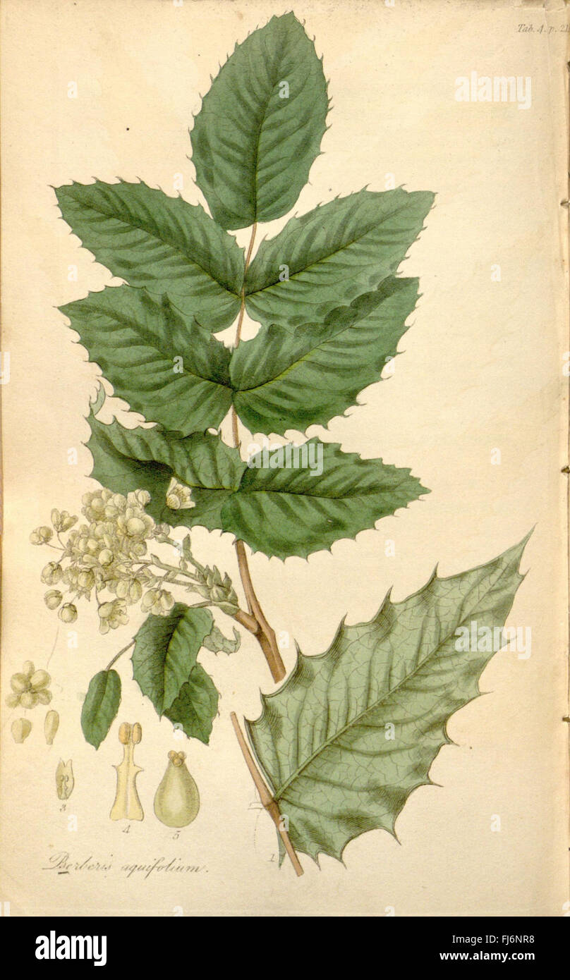 Cataloging flora hi-res stock photography and images - Alamy