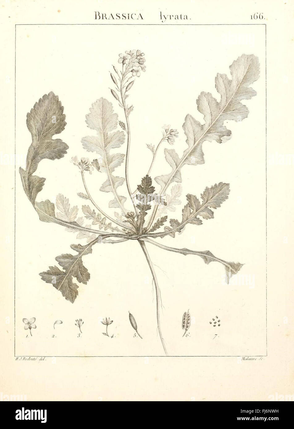 brassière la redoute