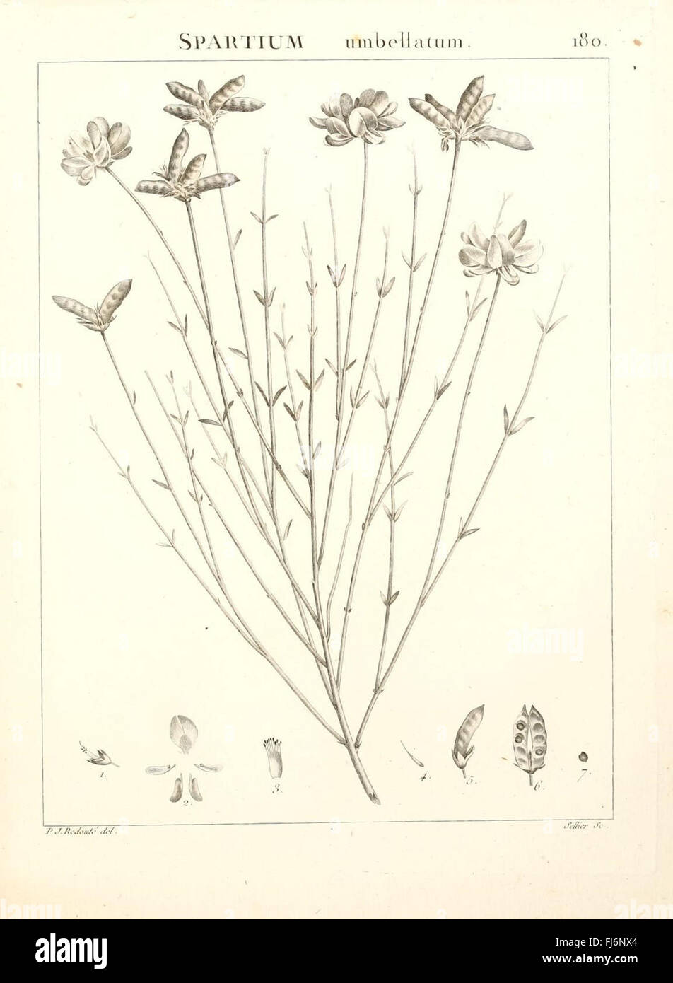 A botanical exploration of the plants growing in the Atlas Mountains ...